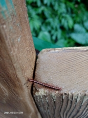 Helicorthomorpha