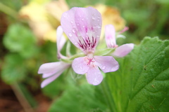 Pelargonium vitifolium