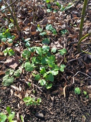 Ficaria verna