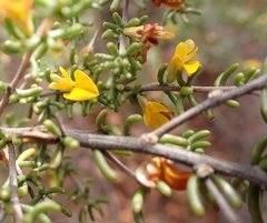 Aspalathus subtingens