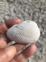 Anadara secticostata