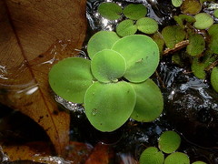 Pistia