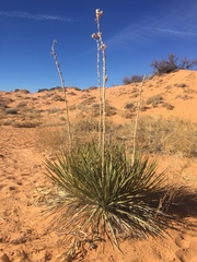 Yucca angustissima kanabensis