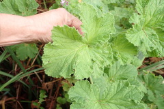 Pelargonium vitifolium