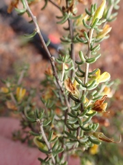 Aspalathus subtingens