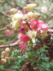 Erythrophysa alata