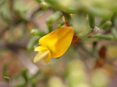 Aspalathus subtingens