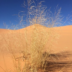 Sporobolus arenicola