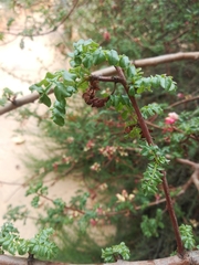 Erythrophysa alata
