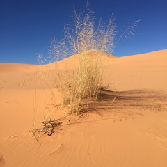 Sporobolus arenicola