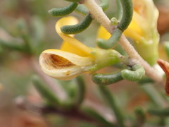 Aspalathus subtingens