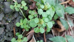 Pilea peploides major