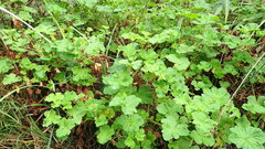 Pelargonium vitifolium
