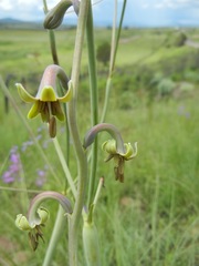 Manfreda singuliflora