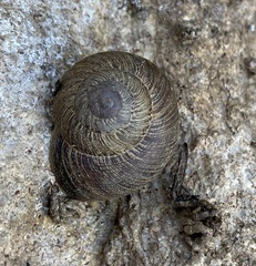 Xerarionta intercisa