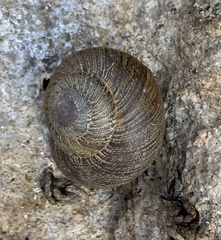 Xerarionta intercisa