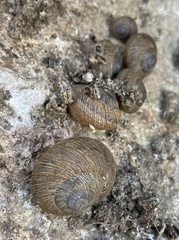 Xerarionta intercisa