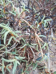 Antimima maleolens