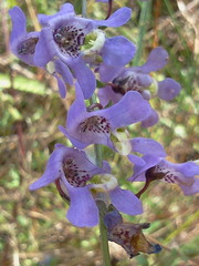 Angelonia ciliaris