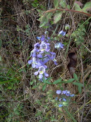 Angelonia ciliaris