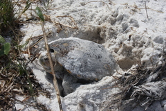 Malaclemys terrapin macrospilota