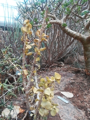 Portulacaria armiana