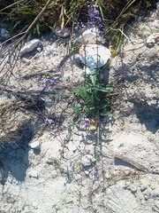 Angelonia ciliaris