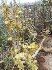 Portulacaria armiana