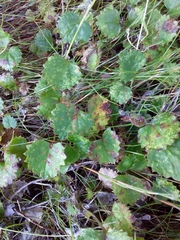 Centella eriantha