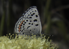 Euphilotes columbiae