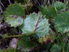 Centella eriantha
