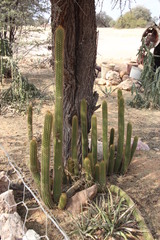Trichocereeae