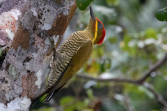 Piculus chrysochloros capistratus