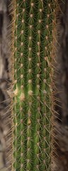 Trichocereeae