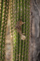 Trichocereeae