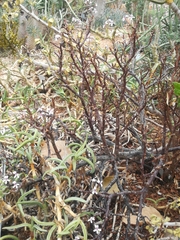Pelargonium desertorum