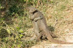 Bengal Monitor photo 3