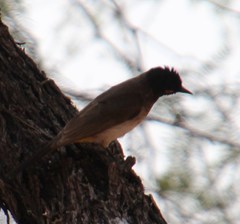 Pycnonotus nigricans