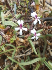Pelargonium desertorum