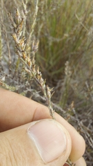 Myrovernix glandulosus