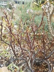 Pelargonium desertorum