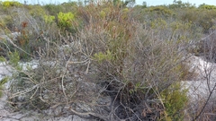 Myrovernix glandulosus