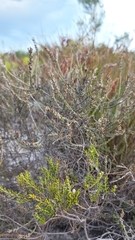 Myrovernix glandulosus
