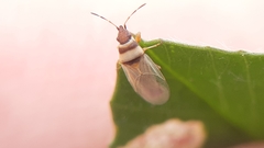 Oxycarenus pallens