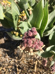 Asclepias vestita
