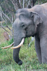 Elephas maximus maximus