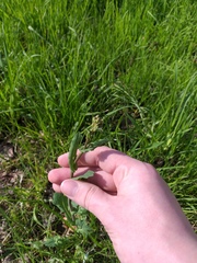 Brassica rapa campestris