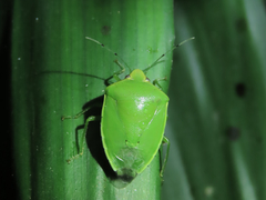 Glaucias subpunctatus