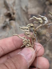 Selaginella peruviana