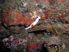 Hypselodoris bullockii